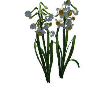 Flower Narcissus tazetta1_1